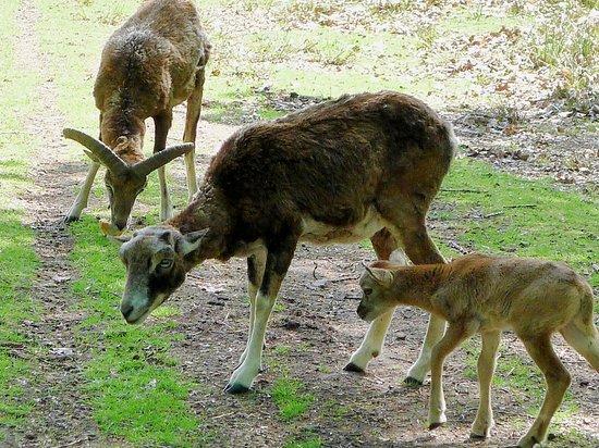 Wildpark
